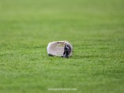 Knock out pairings confirmed following conclusion of group stage Laois hurling championship matches Hurling General